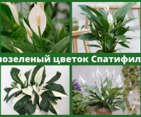 Спатифиллум (Spathiphyllum)