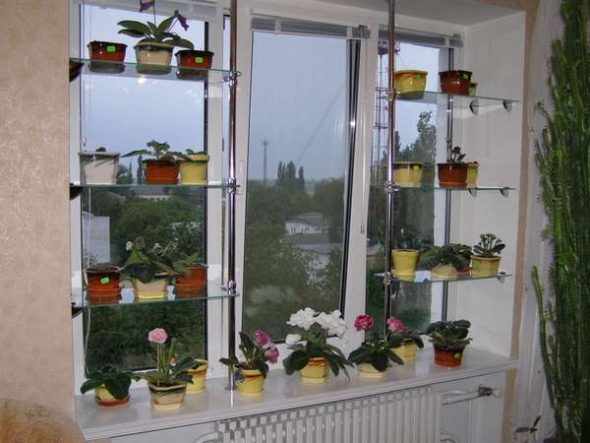 Ампельные растения на окне