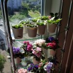 Стеклянный стеллаж для цветов