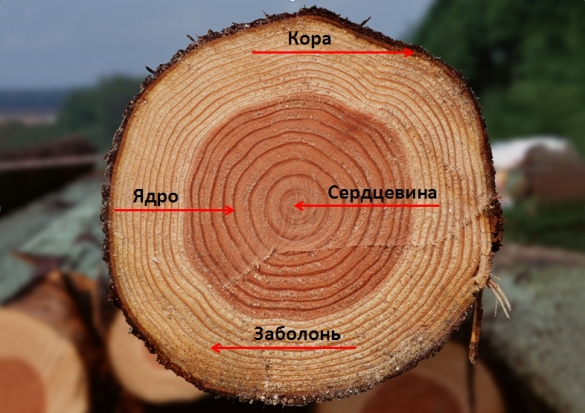 Свойства древесины 