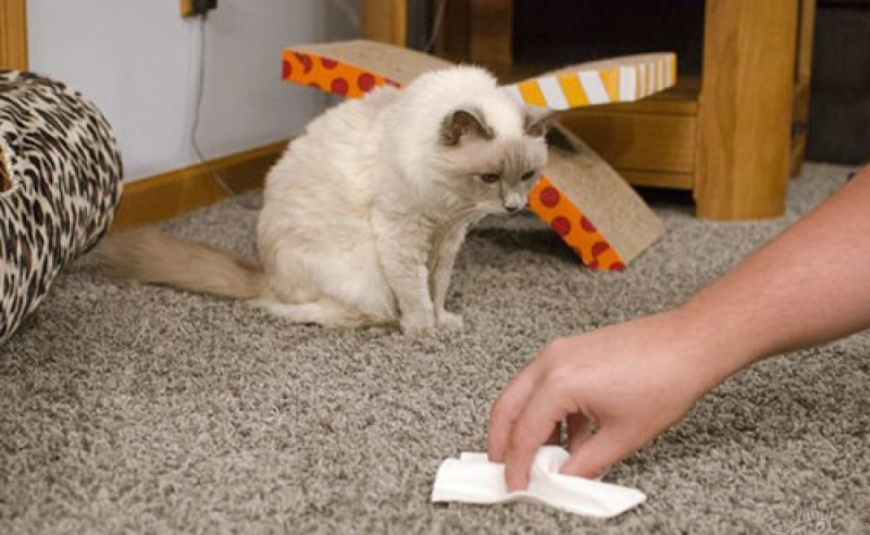 избавиться от запаха кошачьей мочи на ковре