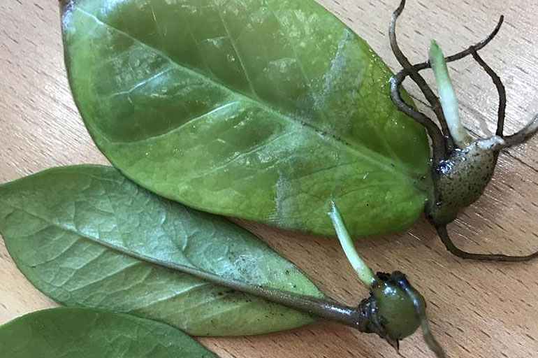 Размножение замиокулькаса укоренением черенков листьев